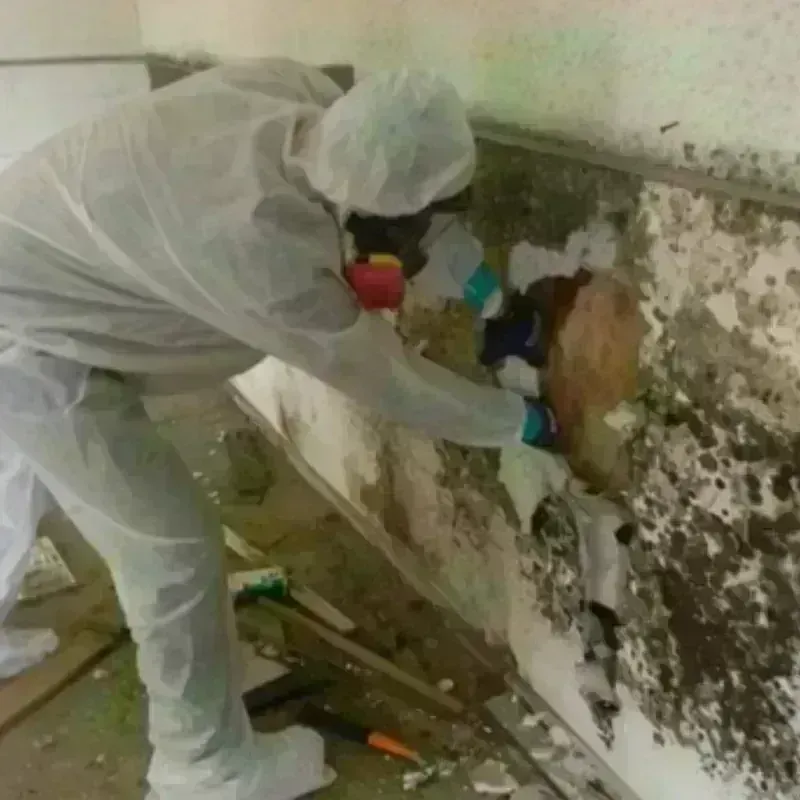 Mold Remediation and Removal in Goodman, MO